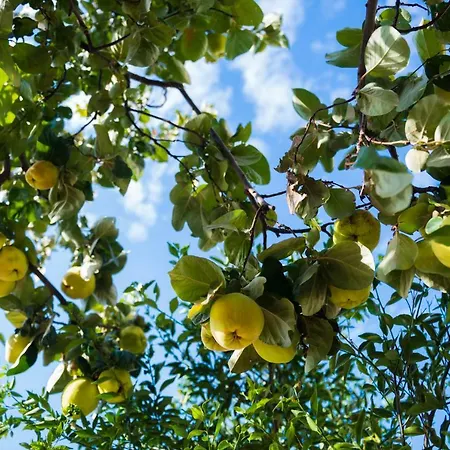 Odysseas Art Villa *