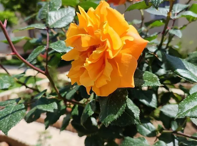 Odysseas Art Βίλα